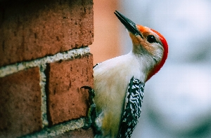 Who's That Bird? Birding Basics for Kids